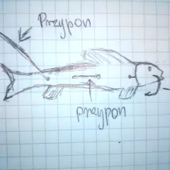 Haczyk na sandacza z gruntu: Klucz do pewnego zacięcia? Poradnik