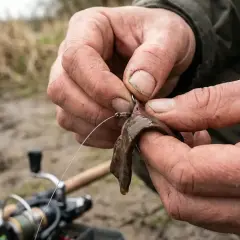 Dłonie wędkarza mocują kawałek wątróbki na haczyku wędkarskim.