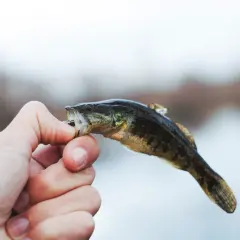 Domowa zanęta na lina: 3 przepisy, które łowią duże ryby!