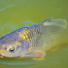 Karpie biorą! Jaka zanęta na karpia da Ci sukces?