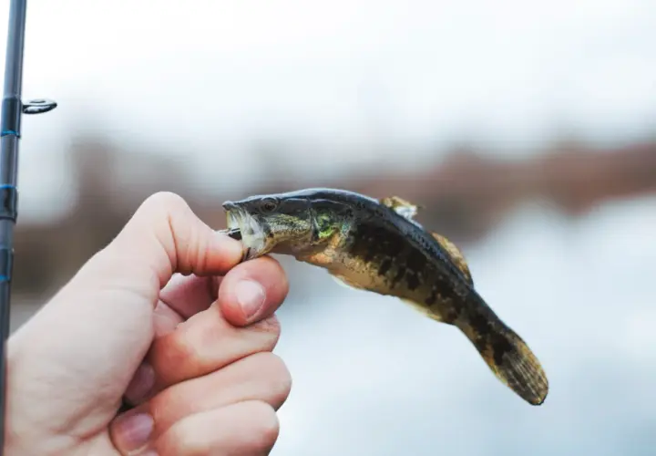 Domowa zanęta na lina: 3 przepisy, które łowią duże ryby!