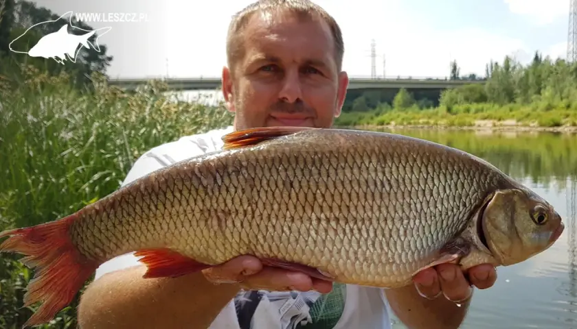 Łowienie karasi na spławik: Sekrety skutecznego połowu
