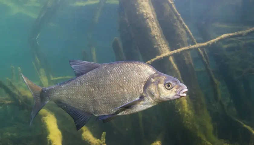 Jaki haczyk na grunt? Sekrety wyboru dla skutecznego łowienia