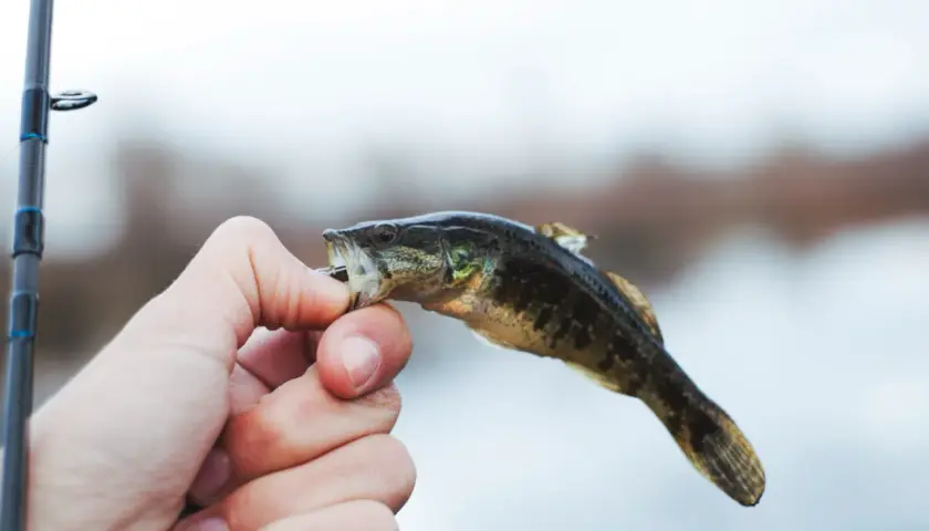 Domowa zanęta na lina: 3 przepisy, które łowią duże ryby!