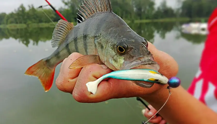 Okoń na spławik: Opanuj technikę i łów więcej! Poradnik