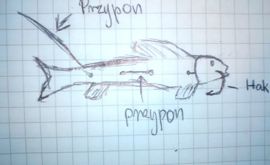 Haczyk na sandacza z gruntu: Klucz do pewnego zacięcia? Poradnik