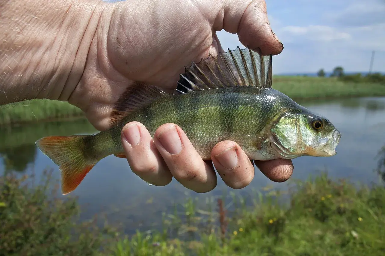 Najskuteczniejsze przynęty na okonia: Jak złowić garbusa?