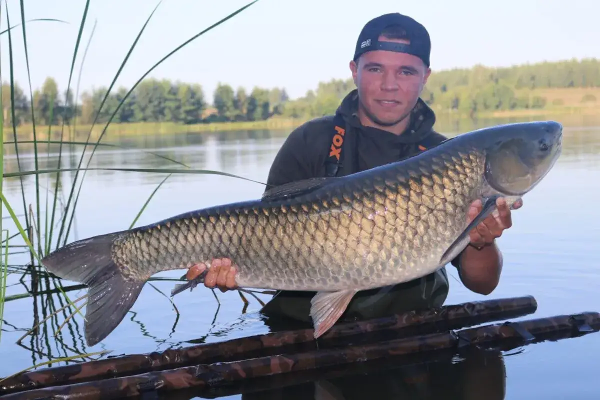Amur w wodzie